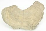 Cretaceous Rudist (Durania) Fossil - Kansas #217314-2